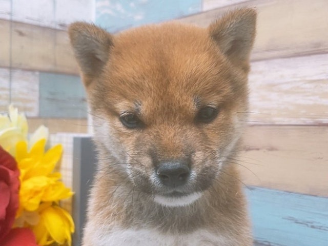 大阪府の柴犬(標準サイズ) (ペッツワン太子店/2024年10月12日生まれ/女の子/赤)の子犬