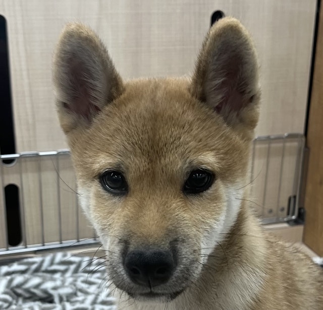 千葉県の柴犬(標準サイズ) (ペッツワン佐倉店/2024年9月28日生まれ/男の子/赤)の子犬