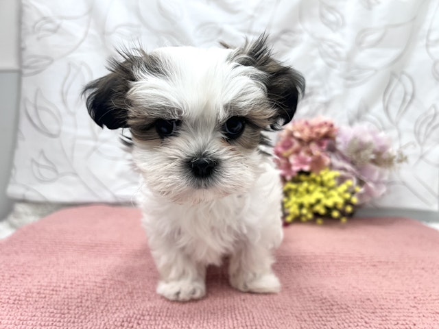 茨城県のハーフ犬・ミックス犬 (ペッツワン石岡玉里店/2024年11月14日生まれ/女の子/ホワイトゴールド)の子犬