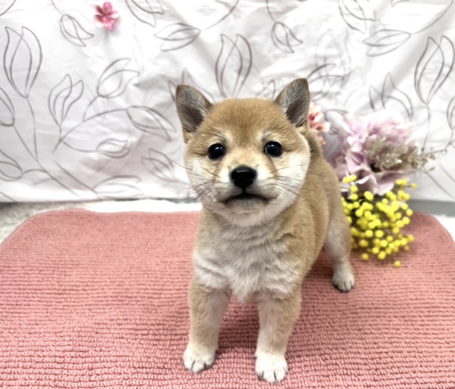 茨城県の柴犬(標準サイズ) (ペッツワン石岡玉里店/2024年11月10日生まれ/女の子/赤)の子犬