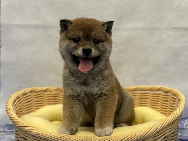 神奈川県の柴犬(標準サイズ) (ペッツワン秦野店/2024年11月15日生まれ/女の子/赤)の子犬