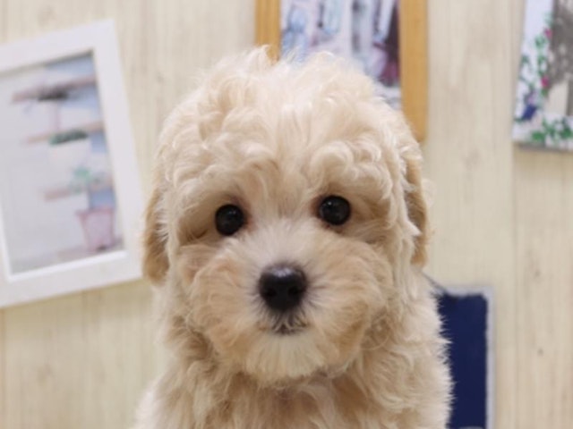 千葉県のハーフ犬・ミックス犬 (ペッツワン稲沢ハーモニーランド店/2024年8月31日生まれ/男の子/アプリコット)の子犬