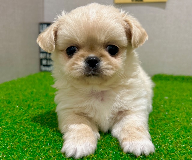 茨城県のハーフ犬・ミックス犬 (ペッツワン水戸店/2024年11月22日生まれ/男の子/CR)の子犬