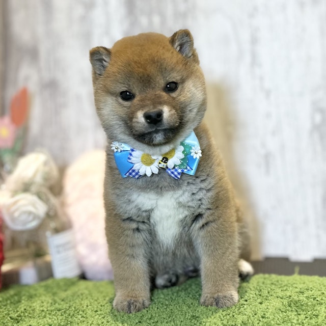 兵庫県の柴犬(標準サイズ) (ペッツワン姫路大津店/2024年11月20日生まれ/男の子/赤)の子犬