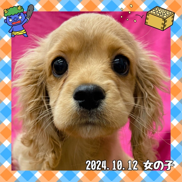 神奈川県のハーフ犬・ミックス犬 (ペッツワンりんかんモール店/2024年10月12日生まれ/女の子/その他色)の子犬