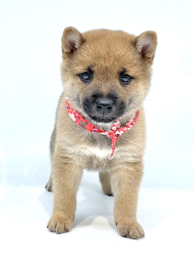 埼玉県の豆柴 (ペッツワン行田店/2024年11月26日生まれ/男の子/赤)の子犬