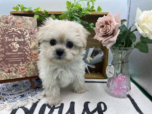 群馬県のハーフ犬・ミックス犬 (ペッツワン前橋小島田店/2024年11月24日生まれ/男の子/ホワイト)の子犬