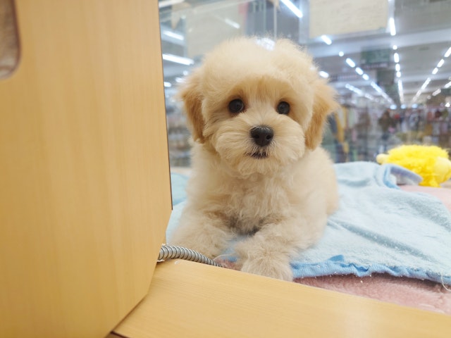 愛知県のハーフ犬・ミックス犬 (ペッツワン名古屋みなと店/2024年11月6日生まれ/男の子/クリーム)の子犬