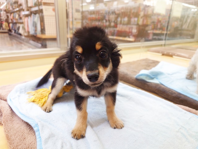 愛知県のハーフ犬・ミックス犬 (ペッツワン名古屋みなと店/2024年10月1日生まれ/男の子/ブラック)の子犬