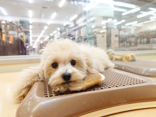 愛知県のハーフ犬・ミックス犬 (ペッツワン名古屋みなと店/2024年8月29日生まれ/女の子/クリーム)の子犬