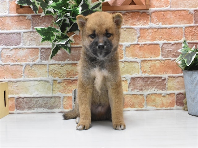 愛知県の柴犬(標準サイズ) (ペッツワン名古屋当知店/2024年8月26日生まれ/男の子/赤)の子犬