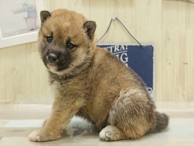 愛知県の豆柴 (ペッツワン名古屋当知店/2024年11月22日生まれ/男の子/赤)の子犬