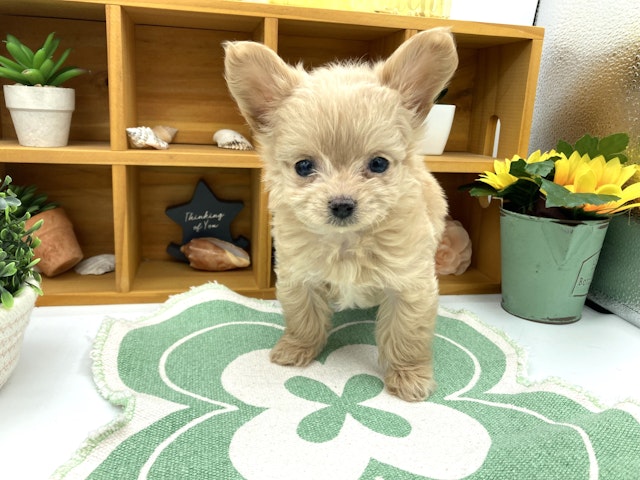 静岡県のハーフ犬・ミックス犬 (ペッツワン清水店/2024年11月19日生まれ/女の子/クリーム)の子犬