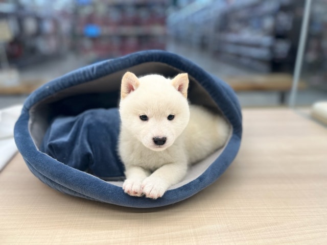 千葉県の柴犬(標準サイズ) (ペッツワン富津店/2024年11月30日生まれ/男の子/白)の子犬