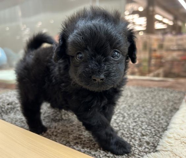 埼玉県のハーフ犬・ミックス犬 (ペッツワン鶴ヶ島店/2024年12月2日生まれ/男の子/ブラック)の子犬