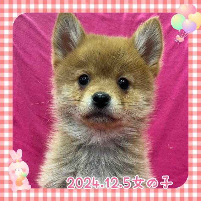 神奈川県のハーフ犬・ミックス犬 (ペッツワンりんかんモール店/2024年12月5日生まれ/女の子/茶)の子犬