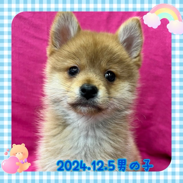 神奈川県のハーフ犬・ミックス犬 (ペッツワンりんかんモール店/2024年12月5日生まれ/男の子/茶)の子犬