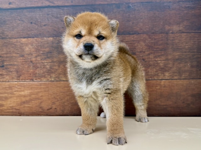 愛知県の柴犬(標準サイズ) (ペッツワン名古屋大高インター店/2024年12月5日生まれ/女の子/赤)の子犬