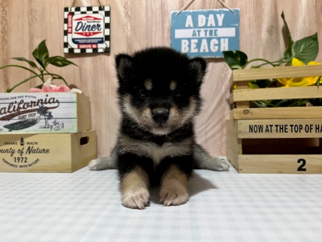 静岡県の柴犬(標準サイズ) (ペッツワン浜松市野店/2024年12月5日生まれ/女の子/ブラック)の子犬