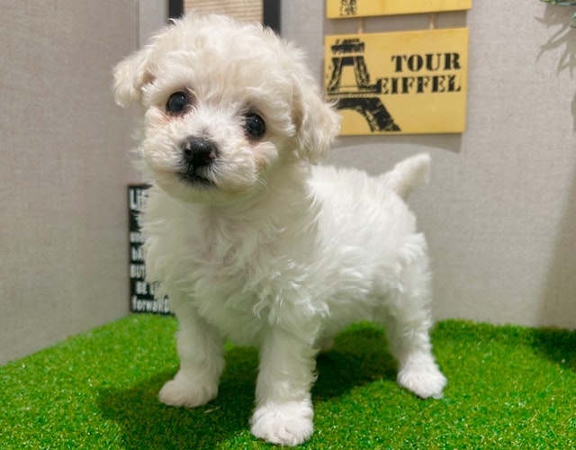 茨城県のビションフリーゼ (ペッツワン水戸店/2024年12月1日生まれ/男の子/WHT)の子犬