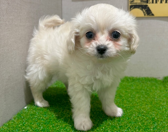 茨城県のハーフ犬・ミックス犬 (ペッツワン水戸店/2024年12月6日生まれ/男の子/CR)の子犬