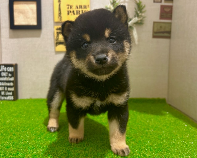 茨城県のハーフ犬・ミックス犬 (ペッツワン水戸店/2024年11月30日生まれ/女の子/ブラックタン)の子犬