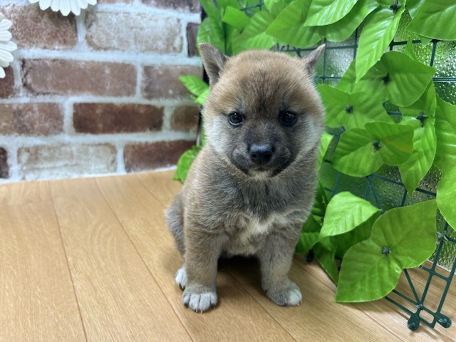 福島県の柴犬(標準サイズ) (ペッツワン白河モール店/2024年12月7日生まれ/女の子/レッド)の子犬