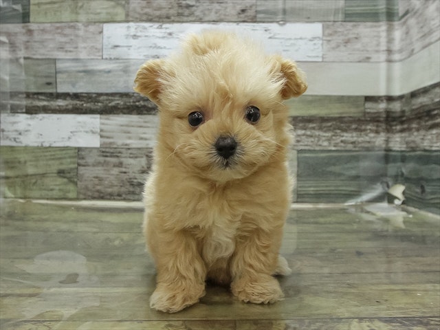 千葉県のハーフ犬・ミックス犬 (ペッツワン稲沢ハーモニーランド店/2024年12月5日生まれ/女の子/クリーム)の子犬