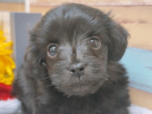 沖縄県のハーフ犬・ミックス犬 (ペッツワンFCあがり浜店/2024年10月27日生まれ/男の子/ブラック)の子犬