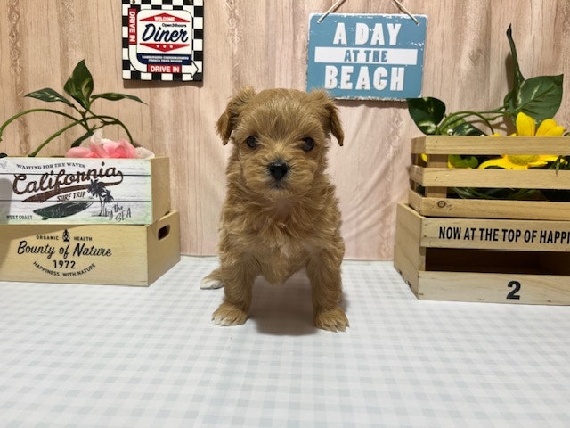 静岡県のハーフ犬・ミックス犬 (ペッツワン浜松市野店/2024年12月13日生まれ/女の子/クリーム)の子犬