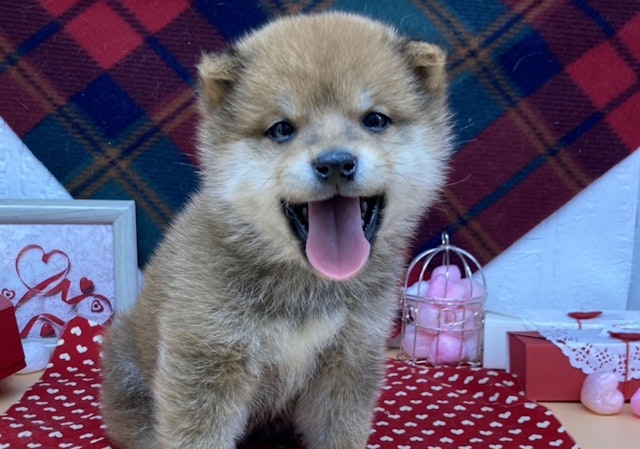 福島県のハーフ犬・ミックス犬 (ペッツワン会津若松店/2024年12月14日生まれ/男の子/その他色)の子犬