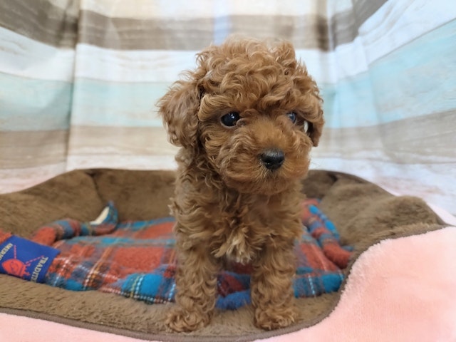 群馬県のトイプードル(トイ) (ペッツワン青柳店/2024年12月12日生まれ/女の子/レッド)の子犬