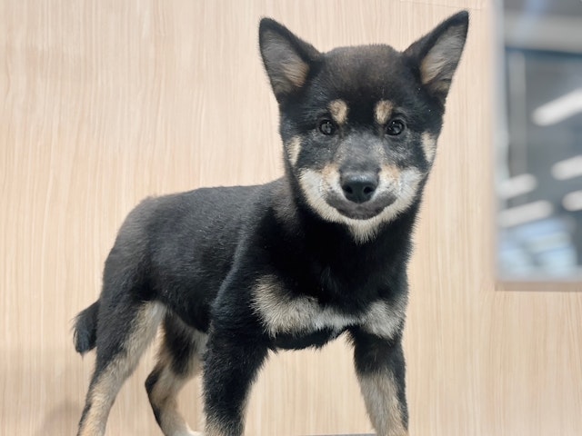 福島県の柴犬(標準サイズ) (ペッツワン郡山富田店/2024年9月28日生まれ/女の子/黒)の子犬