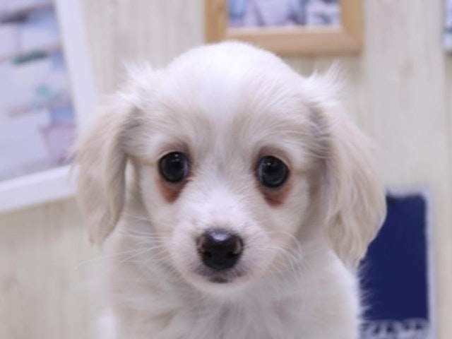 滋賀県のハーフ犬・ミックス犬 (ペッツワン彦根店/2024年12月17日生まれ/男の子/クリーム)の子犬