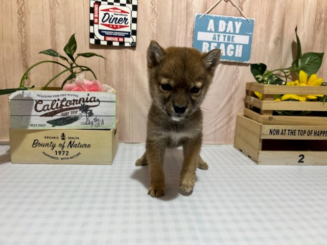 静岡県の豆柴 (ペッツワン浜松都田テクノ店/2024年12月2日生まれ/女の子/赤)の子犬