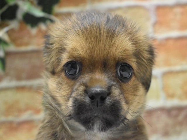 千葉県のハーフ犬・ミックス犬 (ペッツワン稲沢ハーモニーランド店/2024年12月16日生まれ/女の子/ブラウン)の子犬