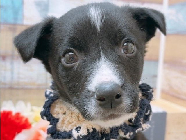 沖縄県のハーフ犬・ミックス犬 (ペッツワンFCあがり浜店/2024年11月17日生まれ/男の子/ブラックホワイト)の子犬