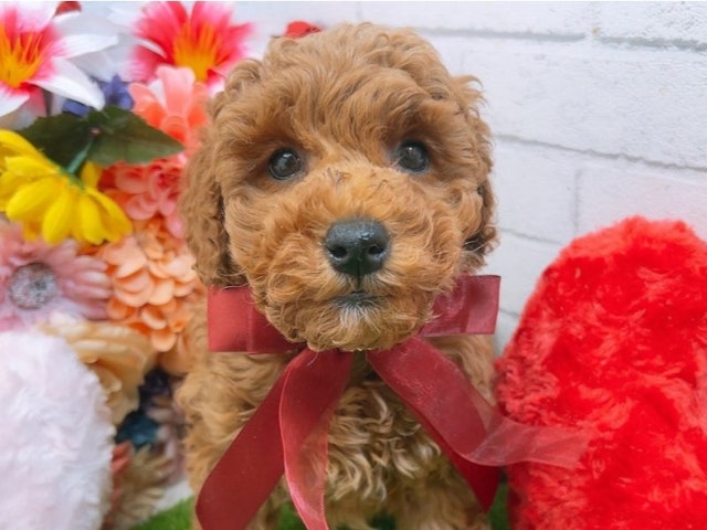 沖縄県のハーフ犬・ミックス犬 (ペッツワンFCあがり浜店/2024年12月20日生まれ/男の子/レッド)の子犬