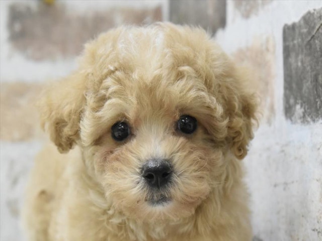 千葉県のハーフ犬・ミックス犬 (ペッツワン稲沢ハーモニーランド店/2024年11月9日生まれ/女の子/アプリコット)の子犬