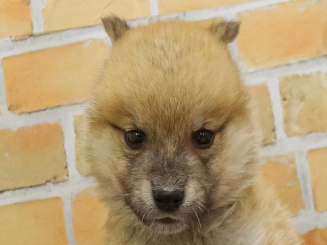 愛知県のハーフ犬・ミックス犬 (ペッツワン名古屋守山店/2024年11月23日生まれ/男の子/レッド)の子犬