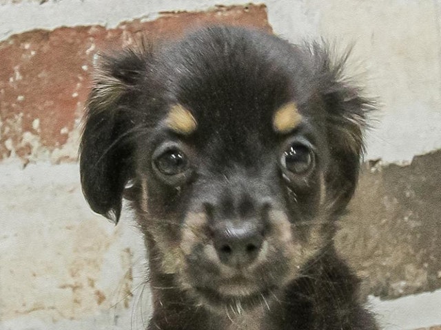 愛知県のハーフ犬・ミックス犬 (ペッツワン小牧店/2025年1月1日生まれ/女の子/ブラックタン)の子犬