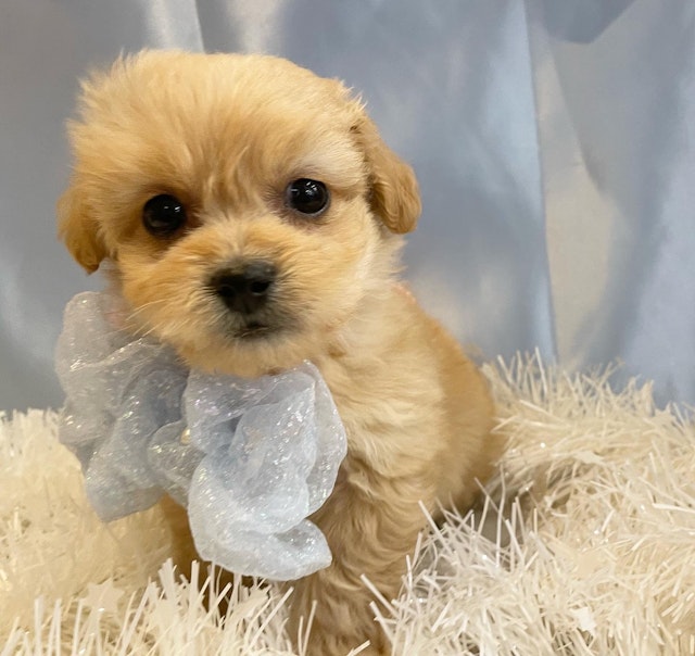 茨城県のハーフ犬・ミックス犬 (ペッツワン石岡玉里店/2025年1月2日生まれ/男の子/その他色)の子犬