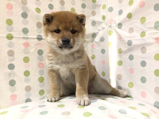 茨城県の豆柴 (ペッツワン高萩店/2025年1月4日生まれ/男の子/赤)の子犬