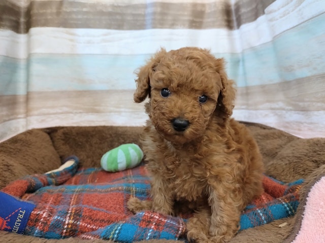 群馬県のトイプードル(トイ) (ペッツワン青柳店/2025年1月7日生まれ/女の子/レッド)の子犬