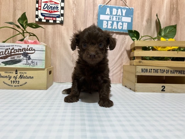 静岡県のハーフ犬・ミックス犬 (ペッツワン浜松市野店/2025年1月9日生まれ/男の子/チョコレート)の子犬