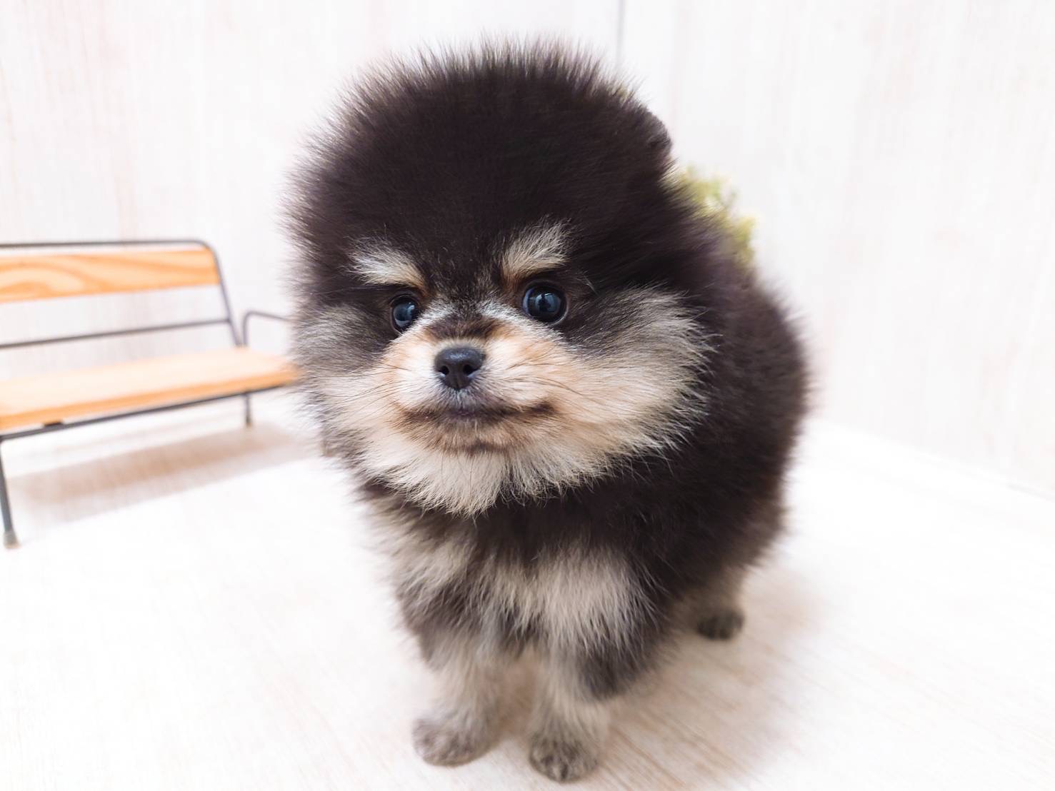 ショップカード各種ぽめ様専用ページ SHOP ポメ 様専用 ぽめ様専用