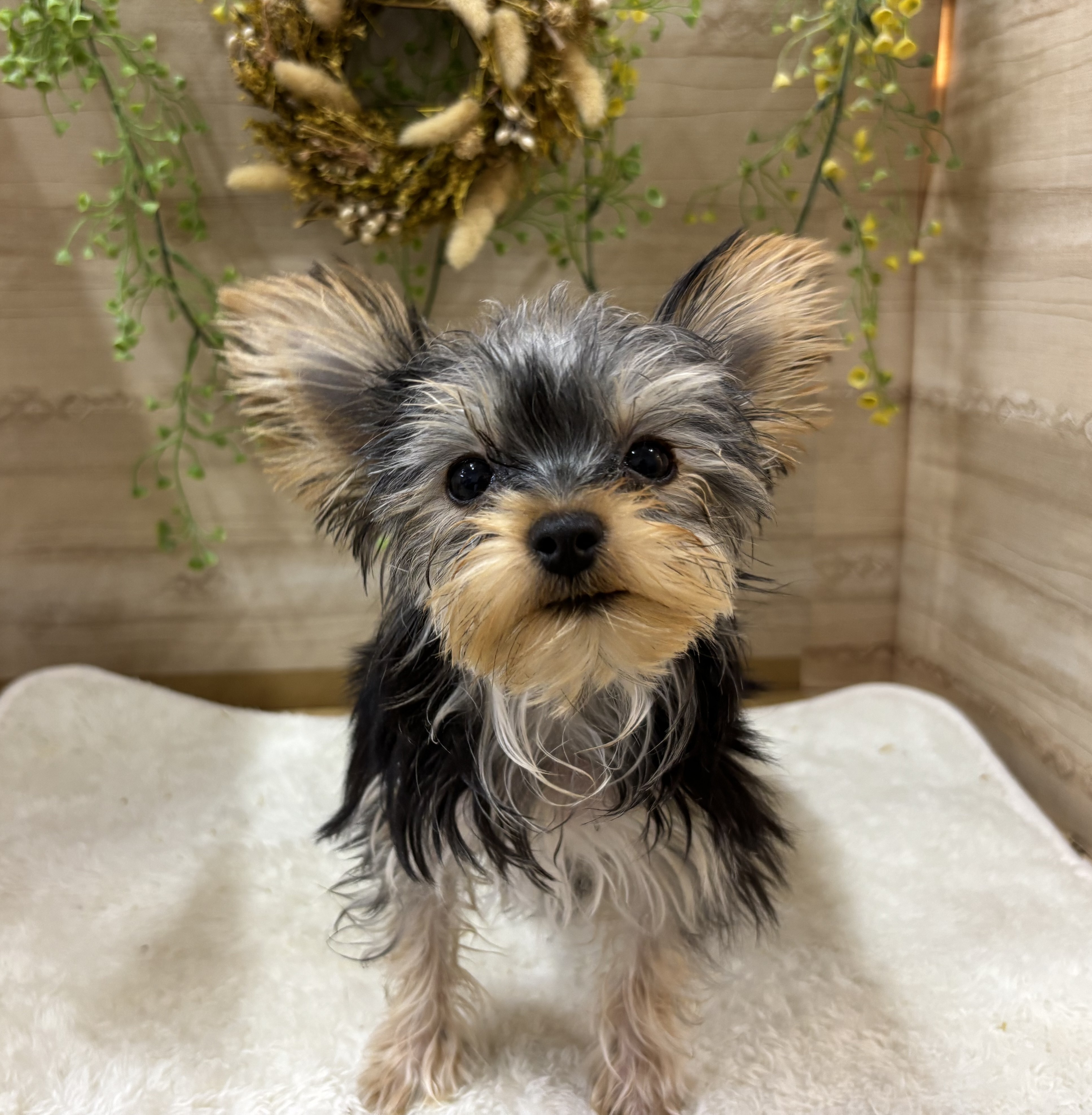 MATILDA Ame life トレーナー ホワイト ヨークシャテリア　犬 MATILDA Ame life トレーナー ホワイト ヨークシャテリア犬