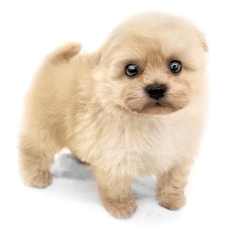 ♡セミオーダー受付中♡ポメちゃんとプリンセス犬26枚数限定超レア