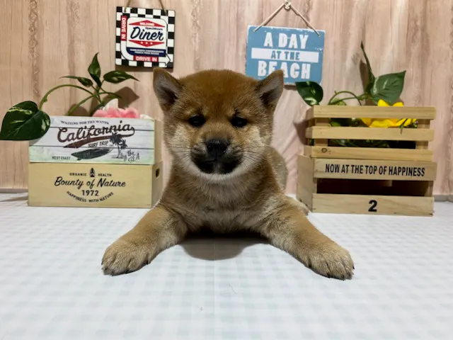 静岡県の柴犬(標準サイズ) (ペッツワン浜松都田テクノ店/2025年2月15日生まれ/男の子/赤)の子犬