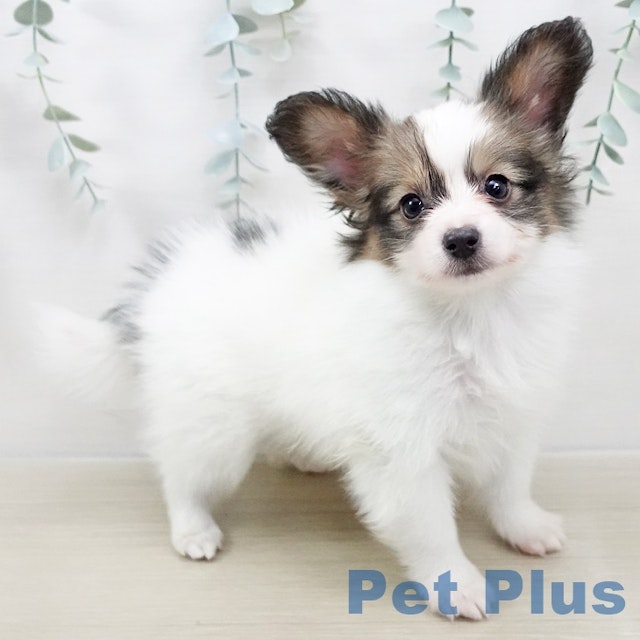 楽天市場】パピヨン 犬 お散歩バッグ かわいい 名入れ無料 ミニ